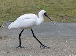 Royal Spoonbill 2 - Platalea regia