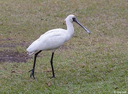 Royal Spoonbill 3 - Platalea regia