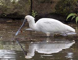 Royal Spoonbill 4 - Platalea regia