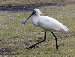 Royal Spoonbill 1 - Platalea regia
