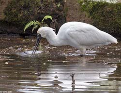 Royal Spoonbill 5 - Platalea regia