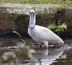 Royal Spoonbill 6 - Platalea regia