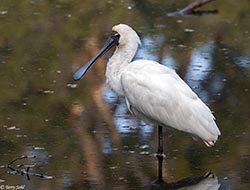 Royal Spoonbill 8 - Platalea regia