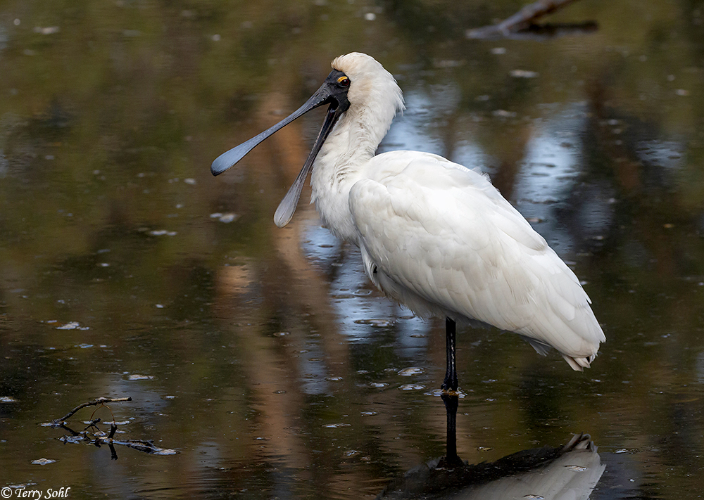 Royal Spoonbill - Platalea regia