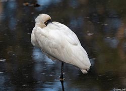 Royal Spoonbill 10 - Platalea regia