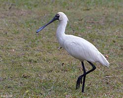 Royal Spoonbill 7 - Platalea regia