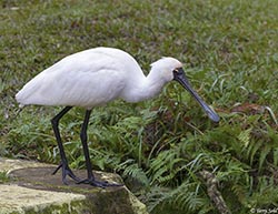 Royal Spoonbill 12 - Platalea regia