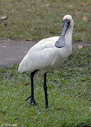 Royal Spoonbill 13 - Platalea regia
