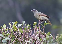 Satin Bowerbird 1 - Ptilonorhynchus violaceus 