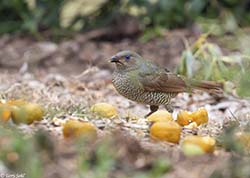 Satin Bowerbird 2 - Ptilonorhynchus violaceus 