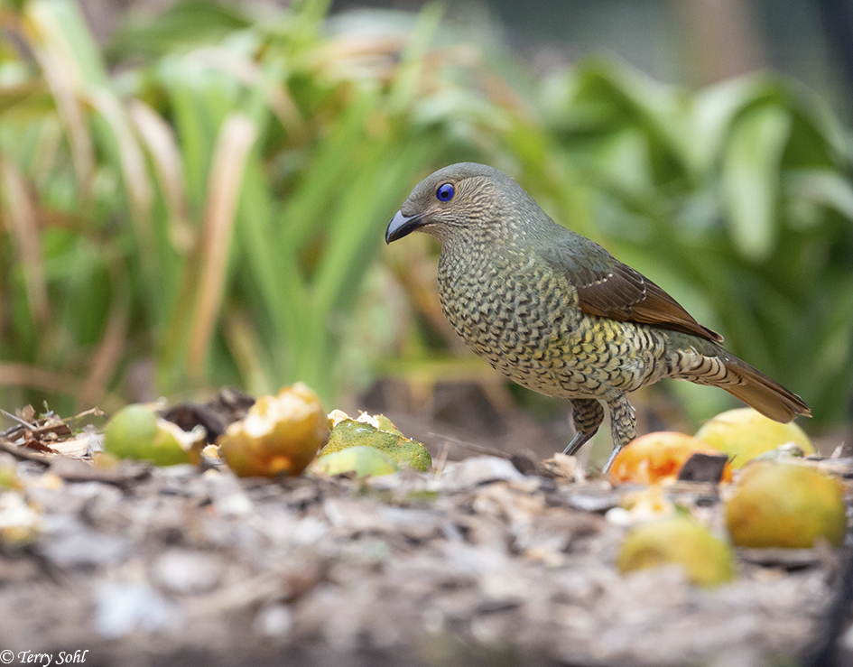 Satin Bowerbird Photos Photographs Pictures