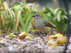 Satin Bowerbird 4 - Ptilonorhynchus violaceus 