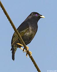 Satin Bowerbird 5  - Ptilonorhynchus violaceus 