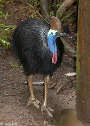 Southern Cassowary 7 - Casuarius casuarius