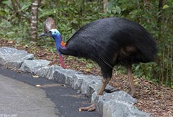 Southern Cassowary 10 - Casuarius casuarius