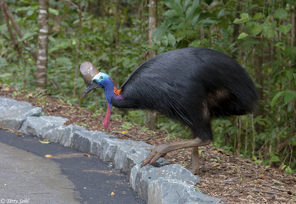 Southern Cassowary - Casuarius casuarius