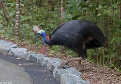 Southern Cassowary 4 - Casuarius casuarius