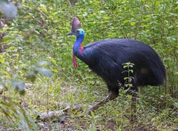 Southern Cassowary 1 - Casuarius casuarius