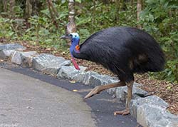 Southern Cassowary 6 - Casuarius casuarius
