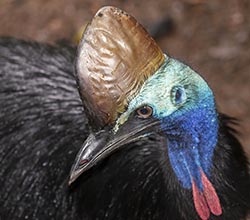 Southern Cassowary 13 - Casuarius casuarius