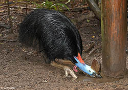Southern Cassowary 9 - Casuarius casuarius