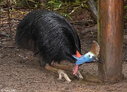 Southern Cassowary 10 - Casuarius casuarius