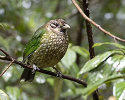 Spotted Catbird 1 - Ailuroedus melanotis