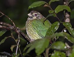 Spotted Catbird 2 - Ailuroedus melanotis