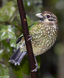 Spotted Catbird 3 - Ailuroedus melanotis