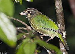 Spotted Catbird 5 - Ailuroedus melanotis