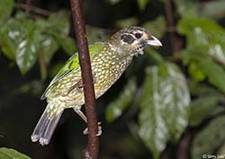 Spotted Catbird 6 - Ailuroedus melanotis