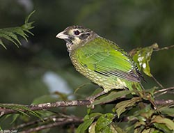Spotted Catbird 7 - Ailuroedus melanotis