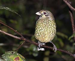 Spotted Catbird 8 - Ailuroedus melanotis