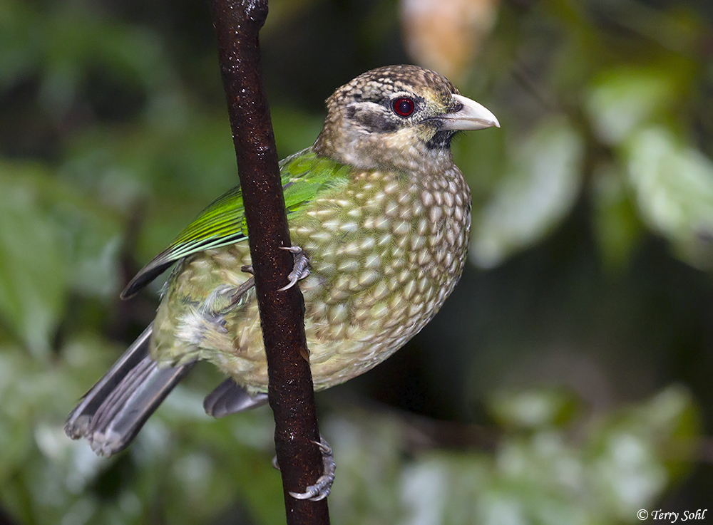 Spotted Catbird - Ailuroedus melanotis