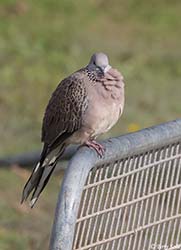 Spotted Dove 1 - Spilopelia chinensis