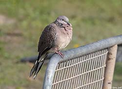 Spotted Dove 2 - Spilopelia chinensis