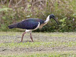 Straw-necked Ibis 1 - Threskiornis spinicollis