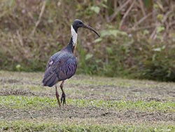 Straw-necked Ibis 2 - Threskiornis spinicollis