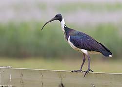Straw-necked Ibis 3 - Threskiornis spinicollis