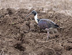 Straw-necked Ibis 5 - Threskiornis spinicollis