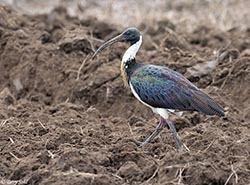 Straw-necked Ibis 6 - Threskiornis spinicollis