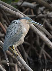 Striated Heron 1 - Butorides striata