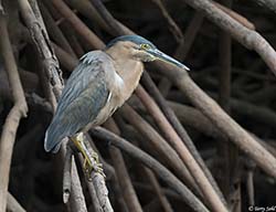 Striated Heron 2 - Butorides striata