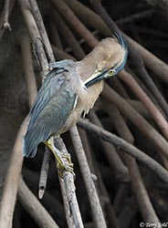 Striated Heron 3 - Butorides striata