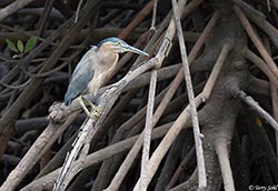 Striated Heron 4 - Butorides striata