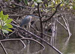Striated Heron 5 - Butorides striata