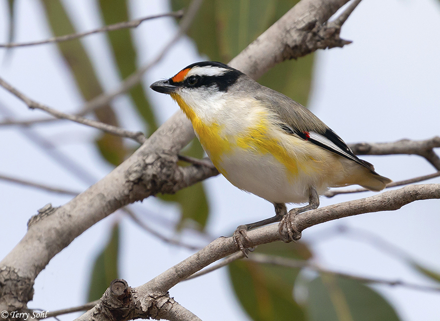 Striated Pardalote - Pardalotus striatus