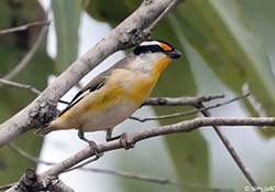 Striated Pardalote 2  - Pardalotus striatus