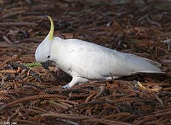 Sulphur-crested Cockatoo 17 - Cacatua galerita