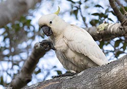 Sulphur-crested Cockatoo 17 - Cacatua galerita